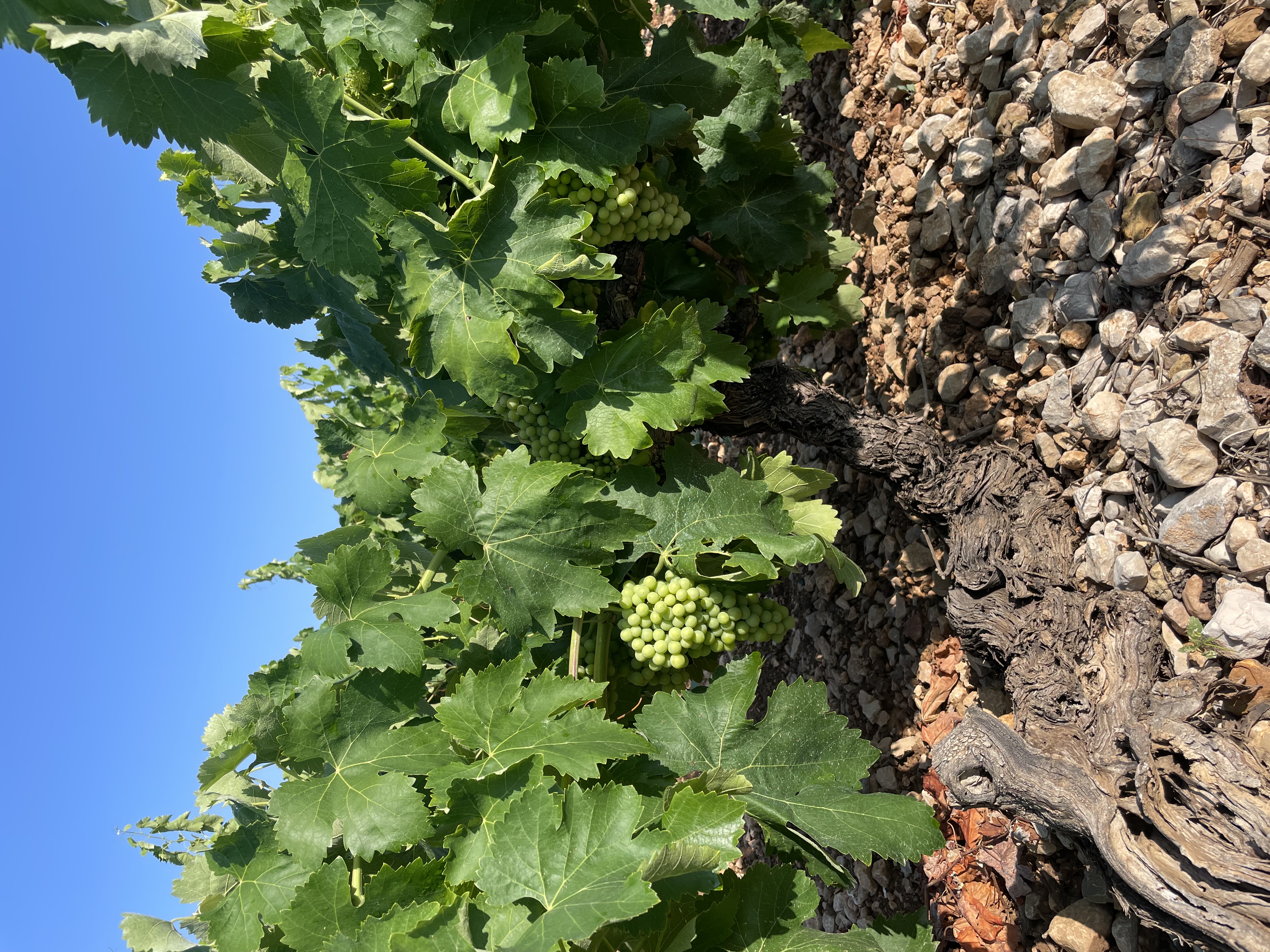 Malvasía vineyard