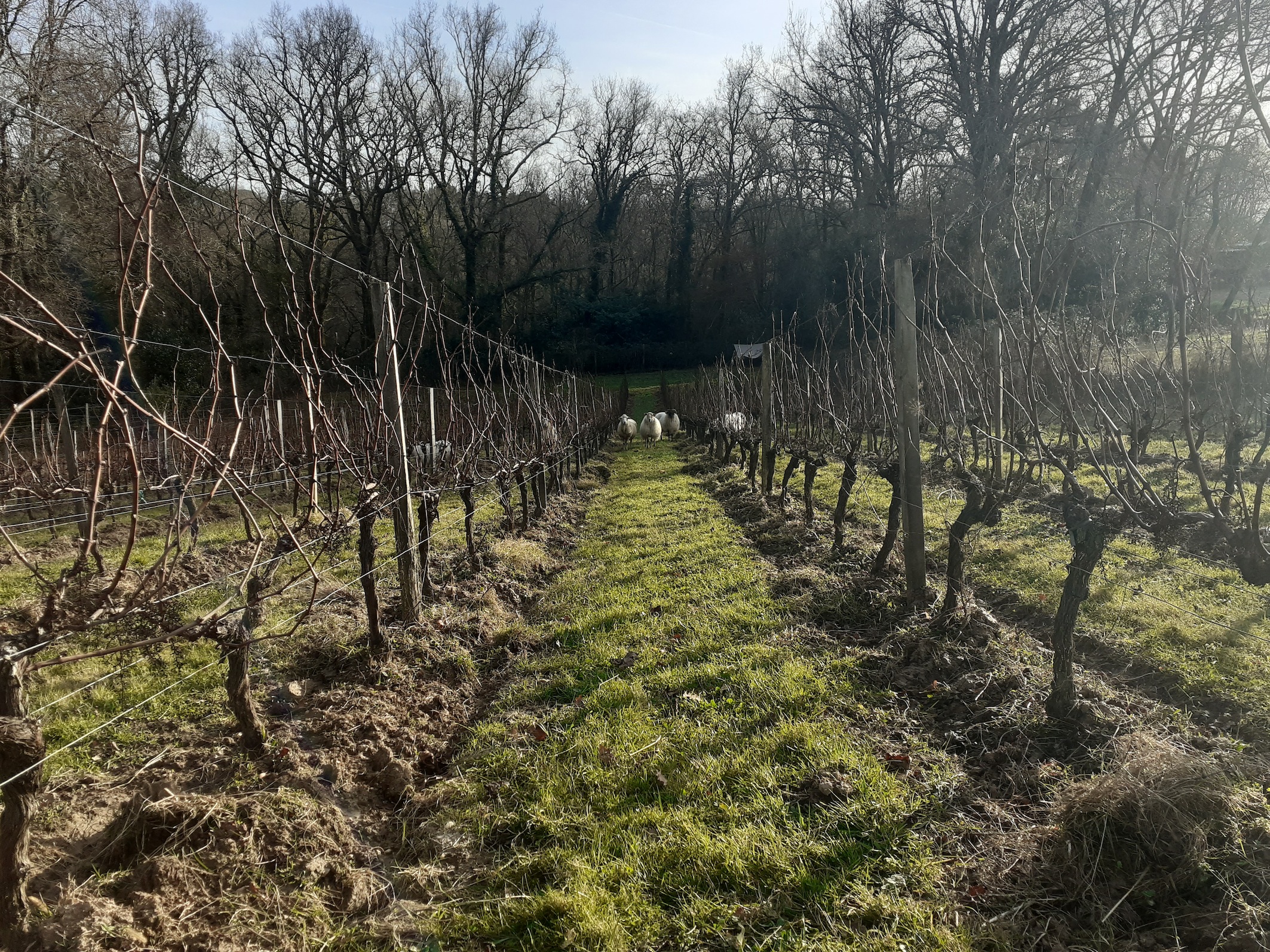 Château LE SENS