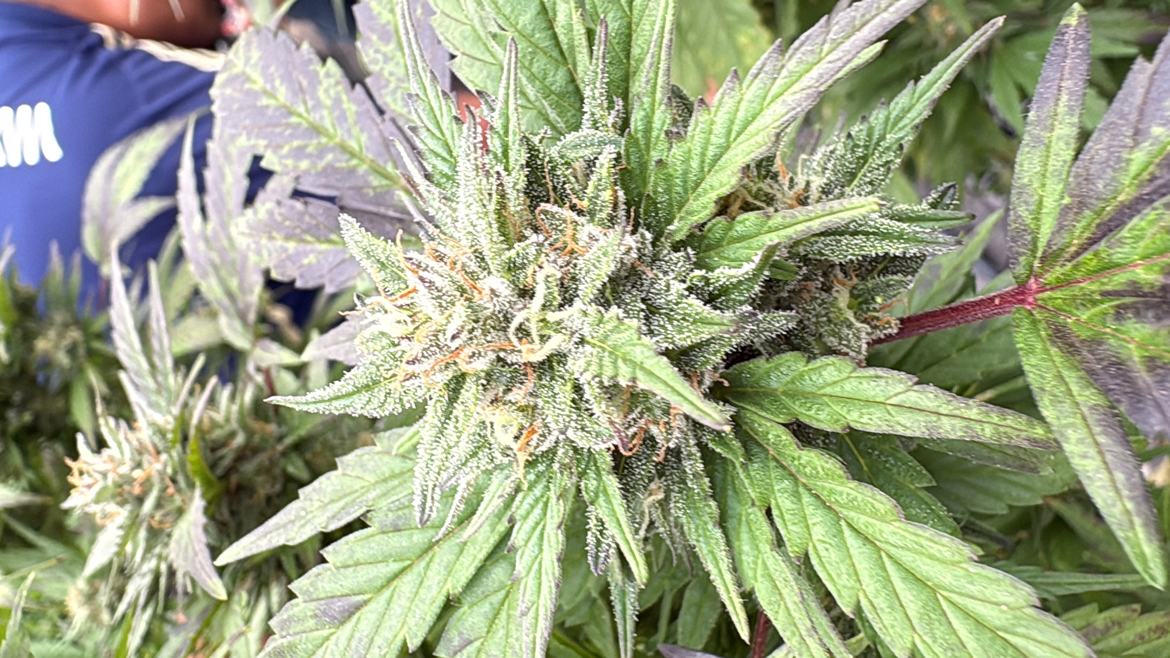 My last flowers in Colombia