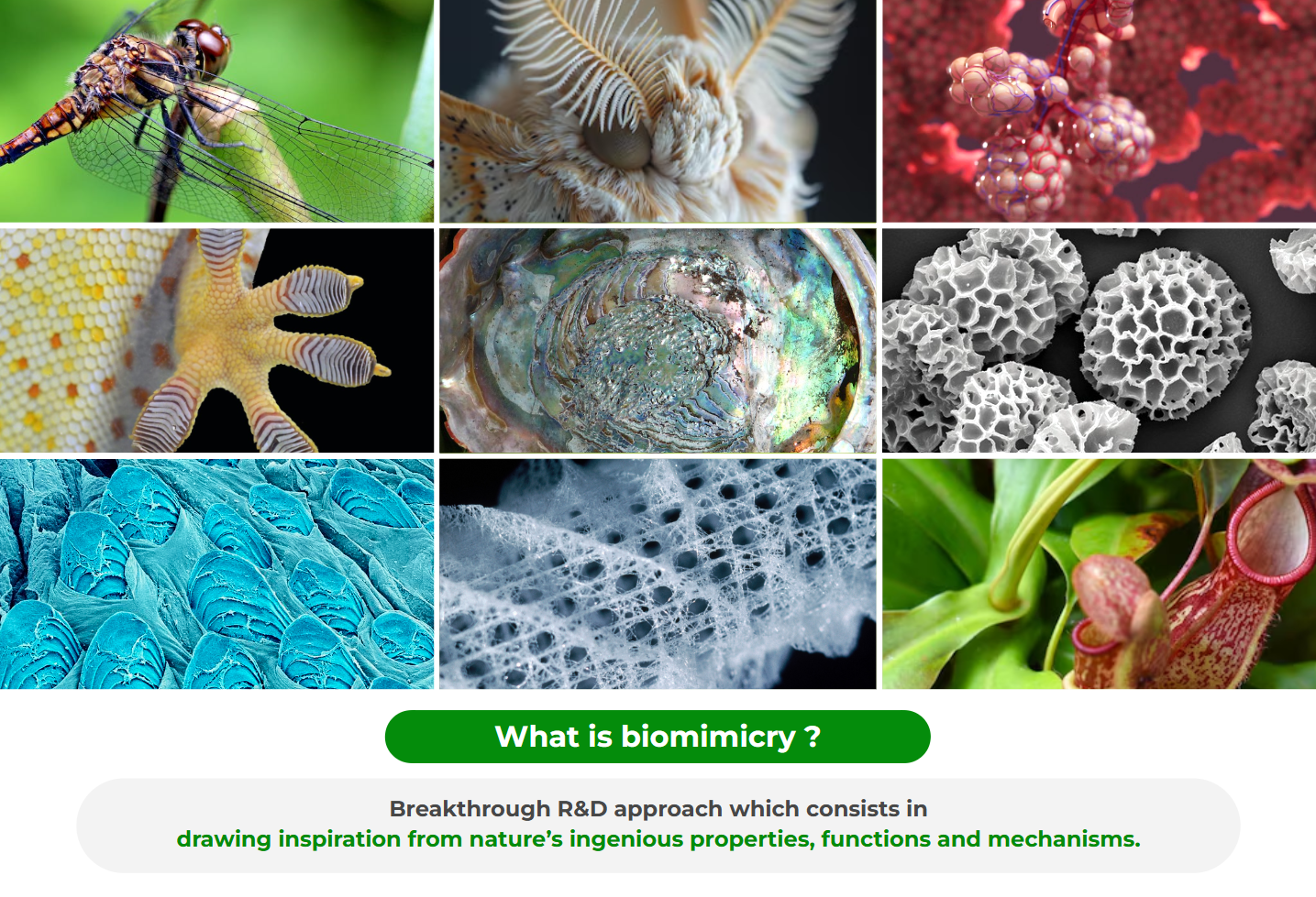 Biomimicry