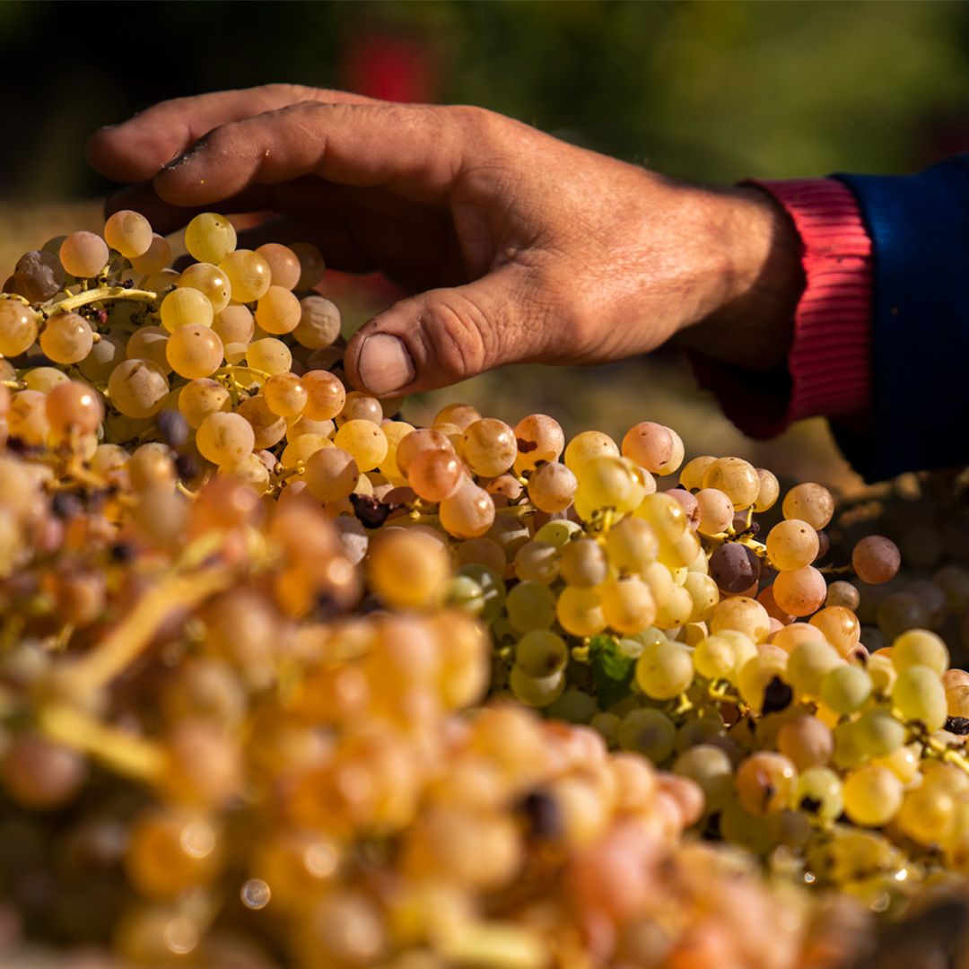 hand harvesting