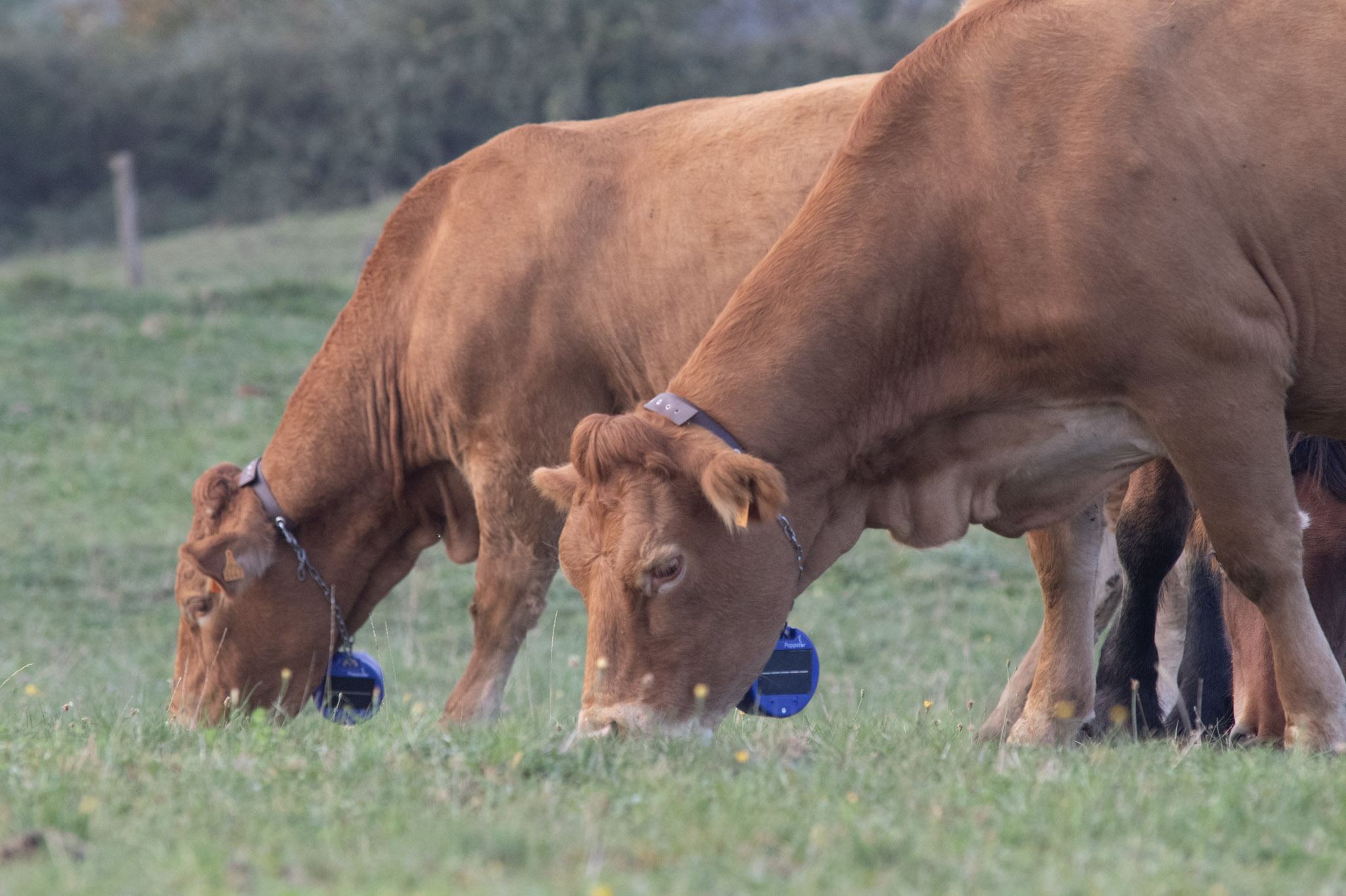 Autonomous Grazing with Virtual Fencing