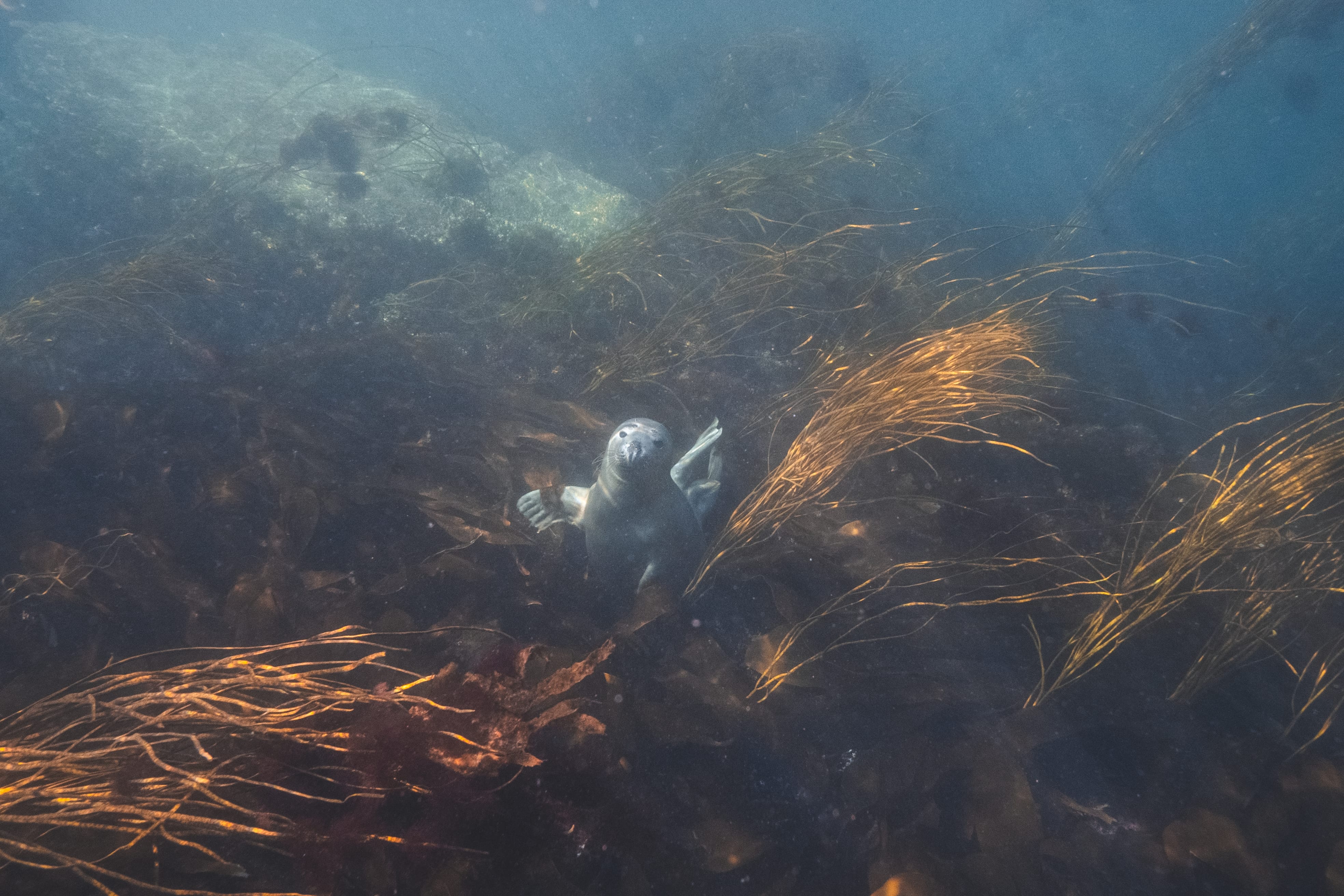 Phoque en plein kiff dans les algues de la mer d'Iroise