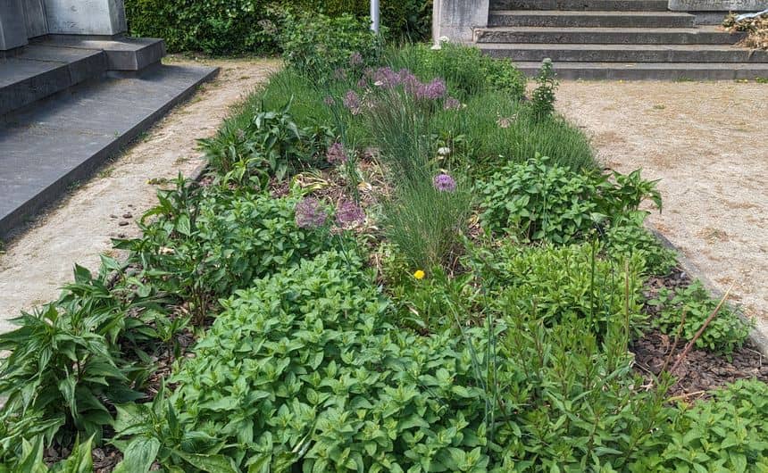 Green space made up of locally produced plants