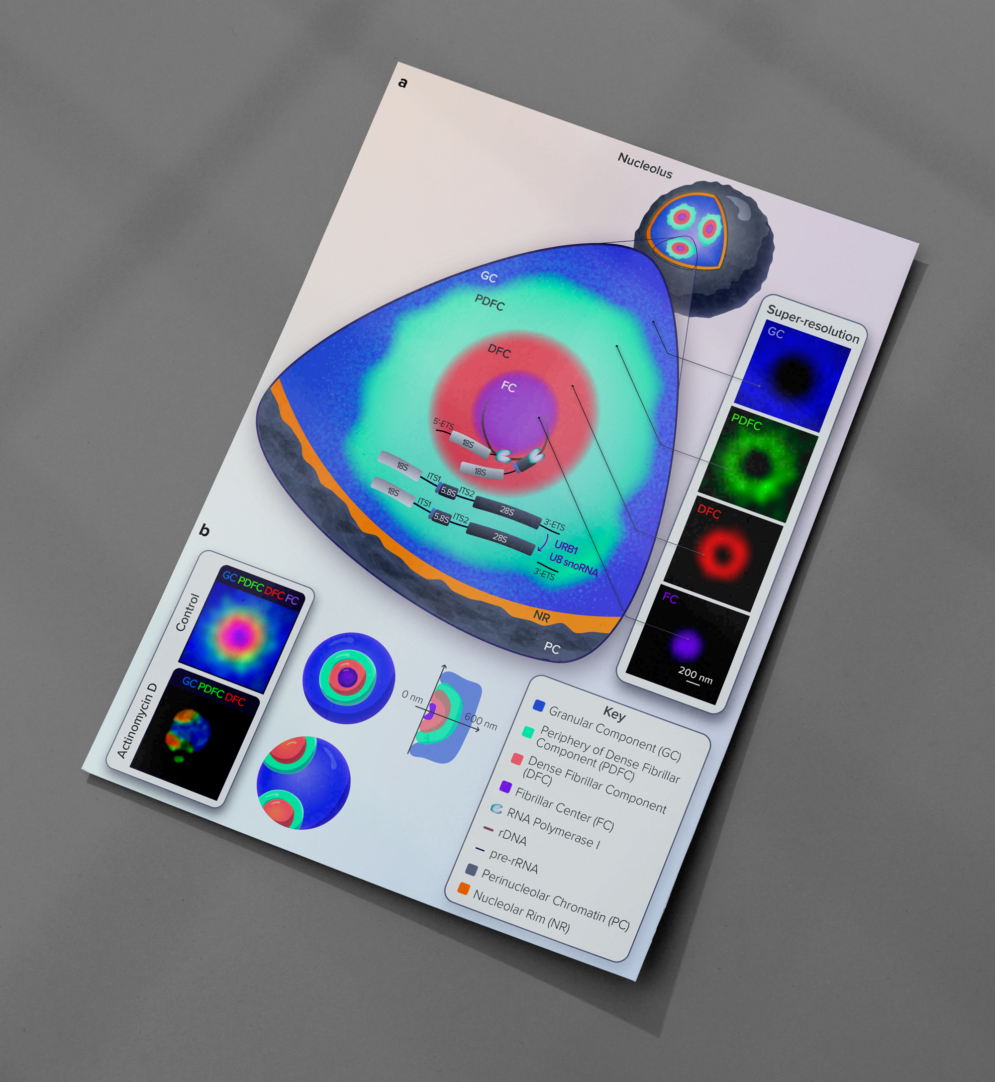 Figure-Nucleolus
