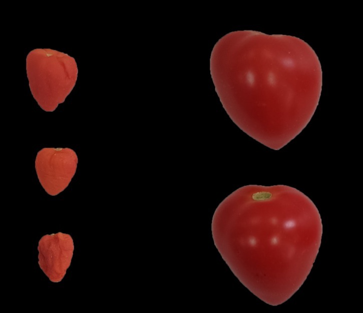 Visual representation - fruit size of nonprimed and bioprimed plants under acute Ni stress