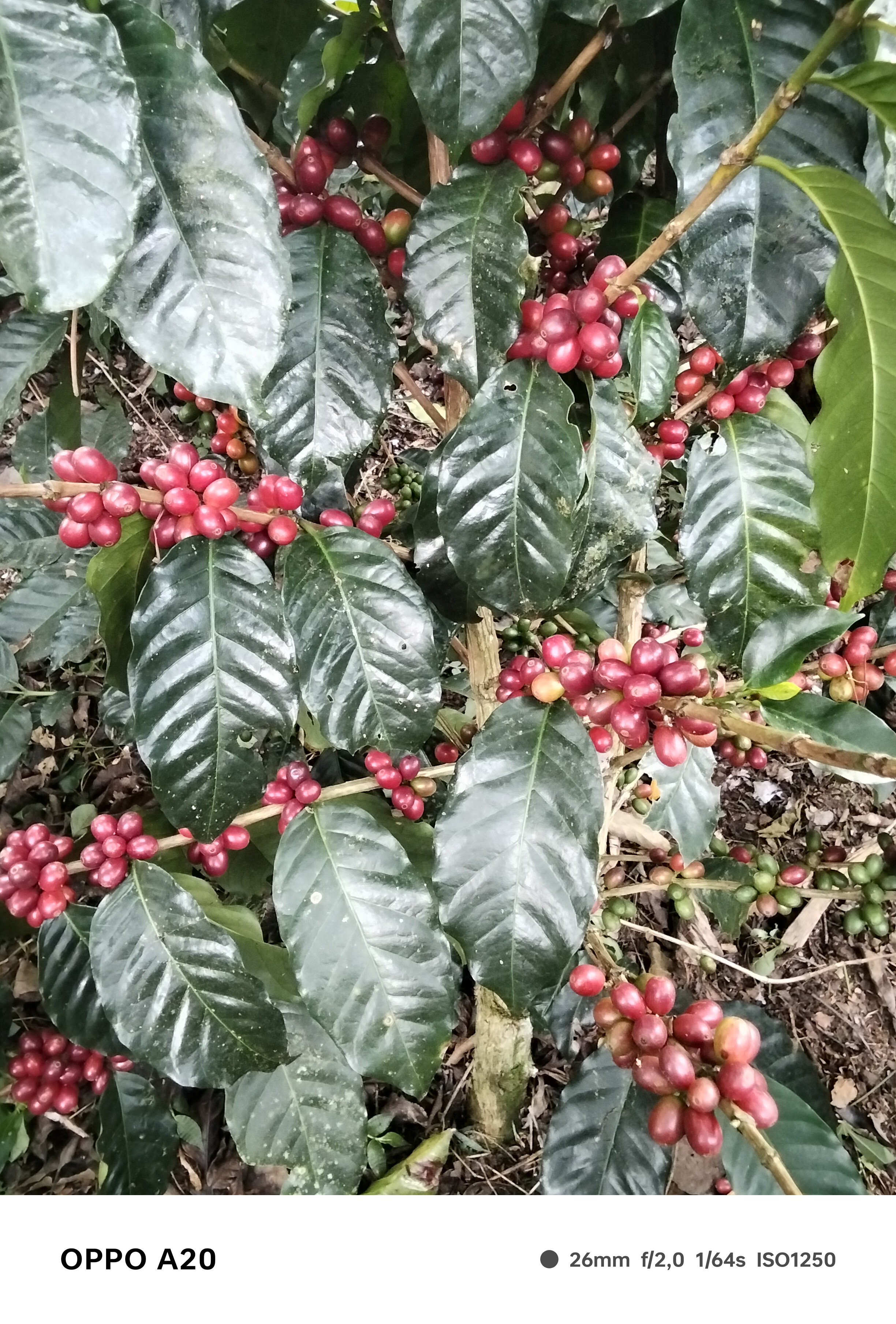 Del productor al consumidor