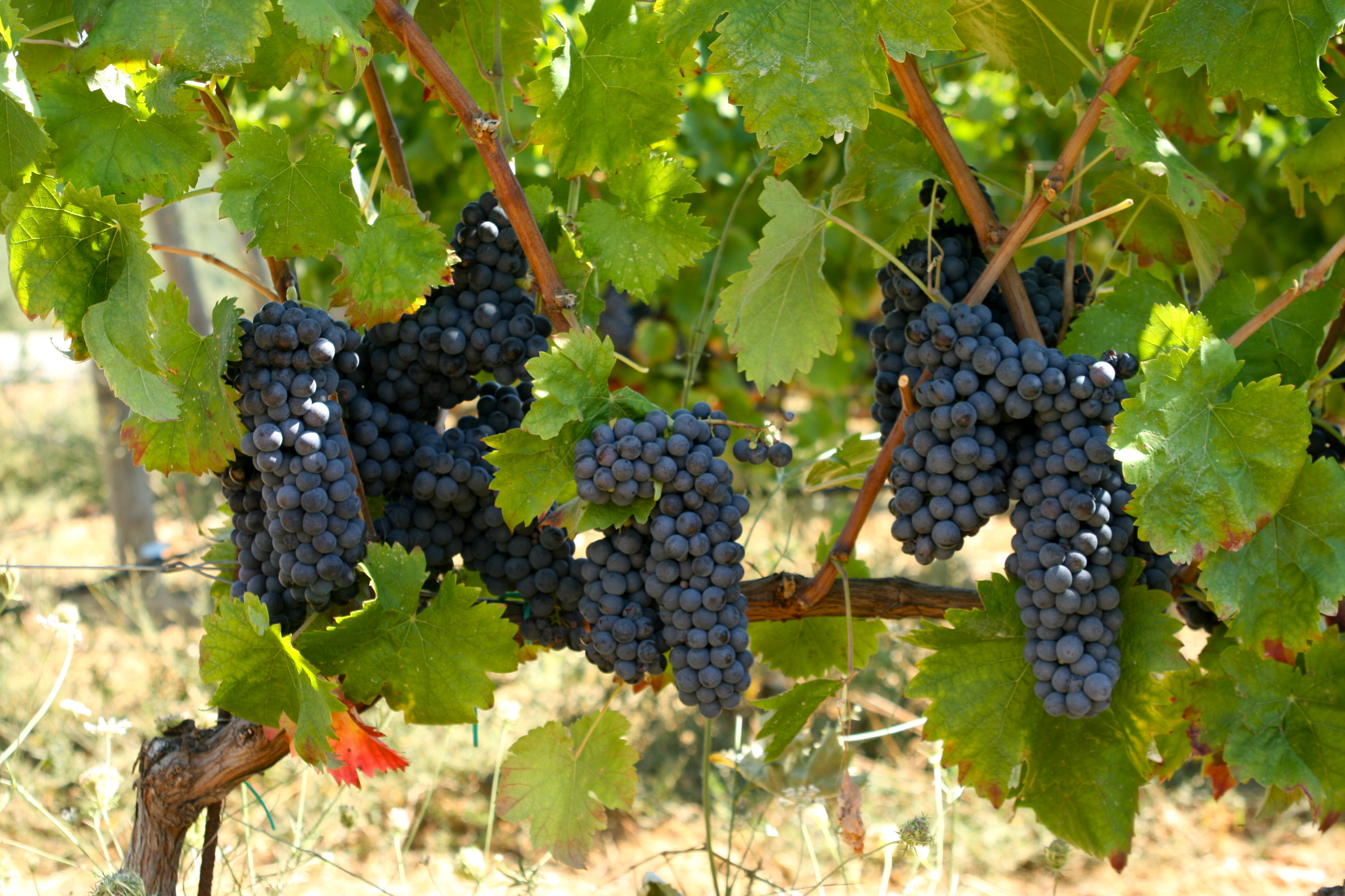 grapes