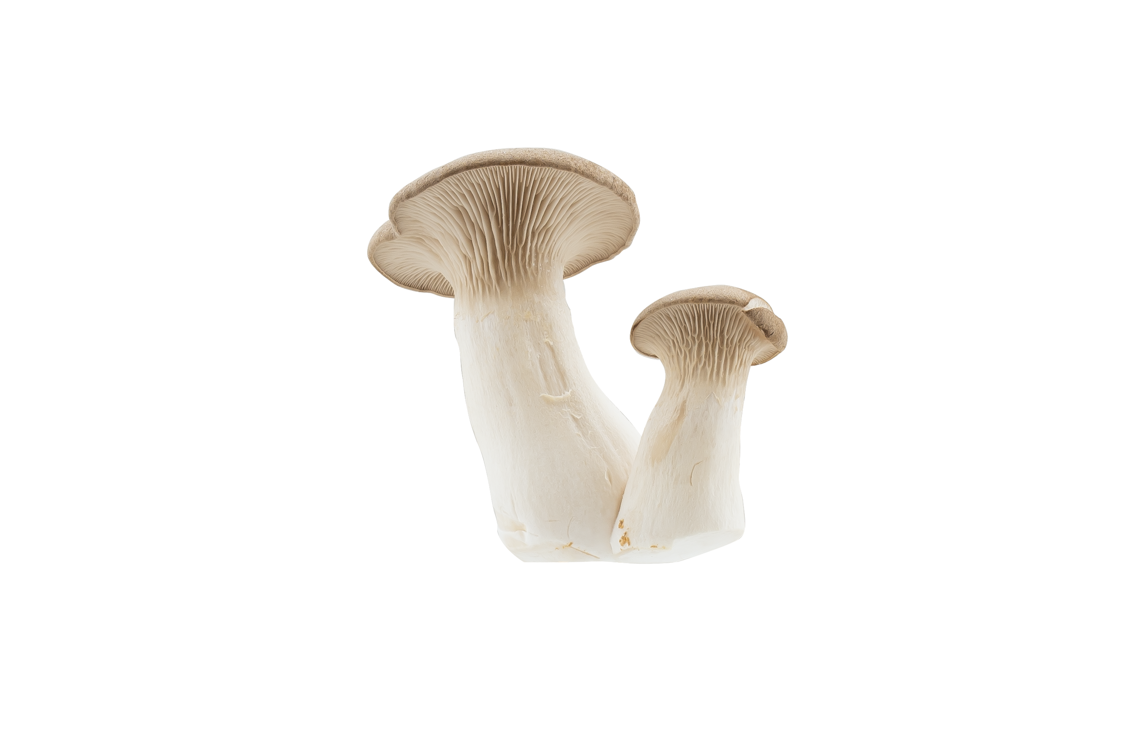 King oyster mushroom