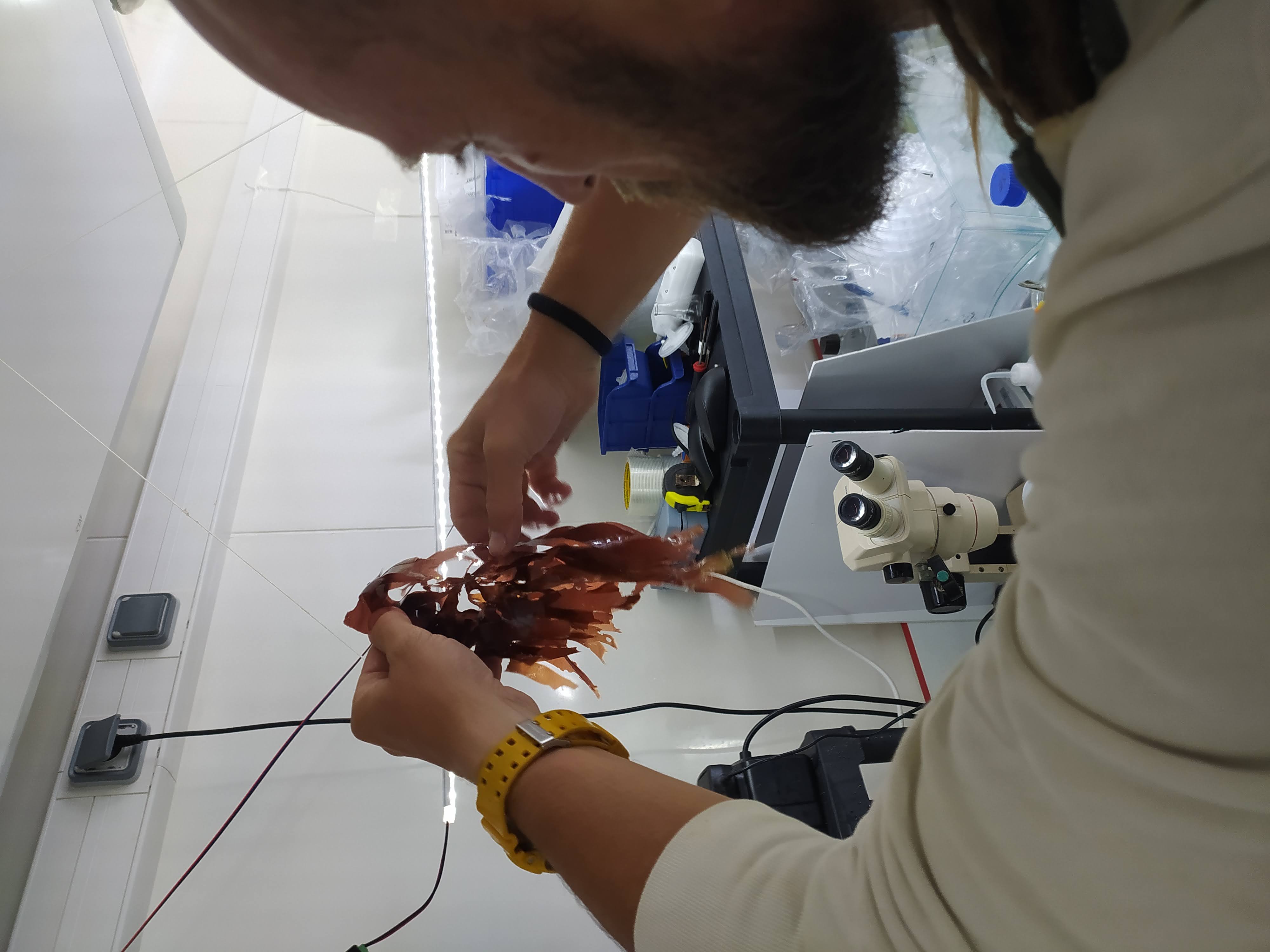 Culture de Palmaria palmata