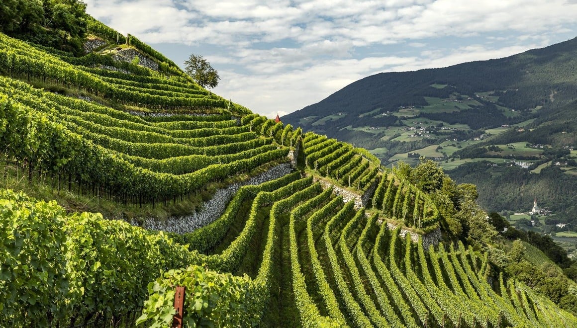 Vineyard in South Tyrol