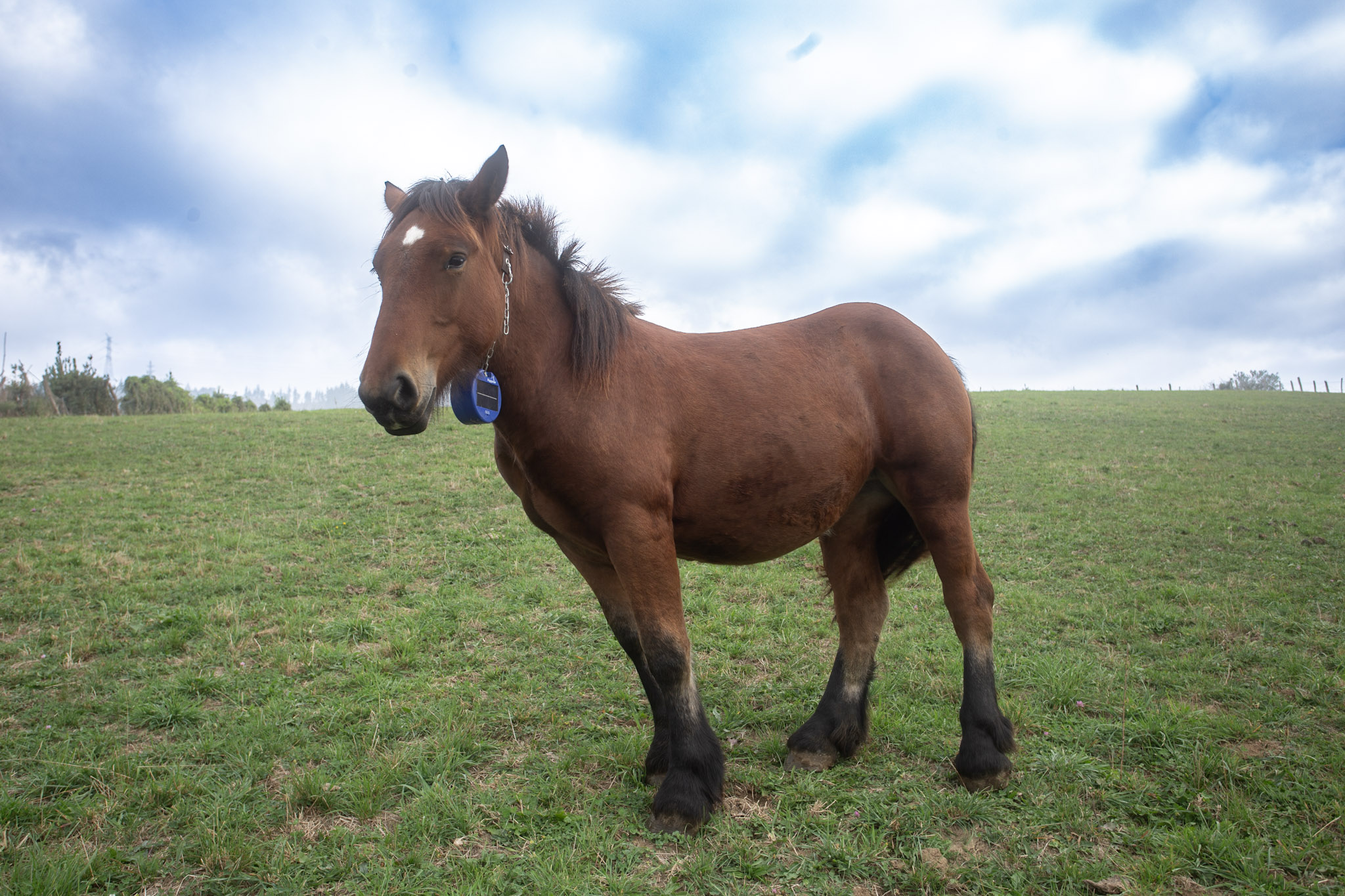 Autonomous Grazing with Virtual Fencing