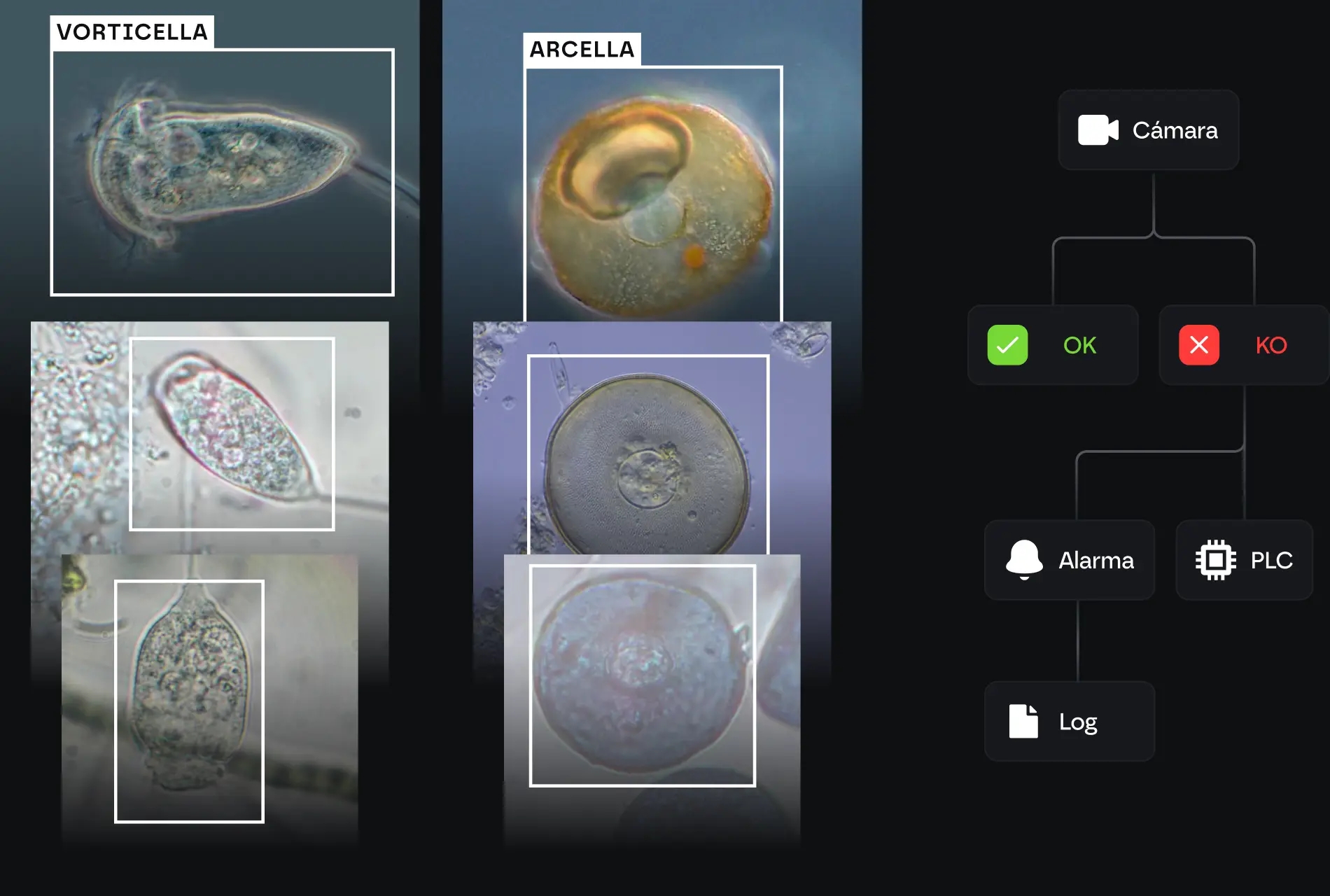 Automatización de procesos