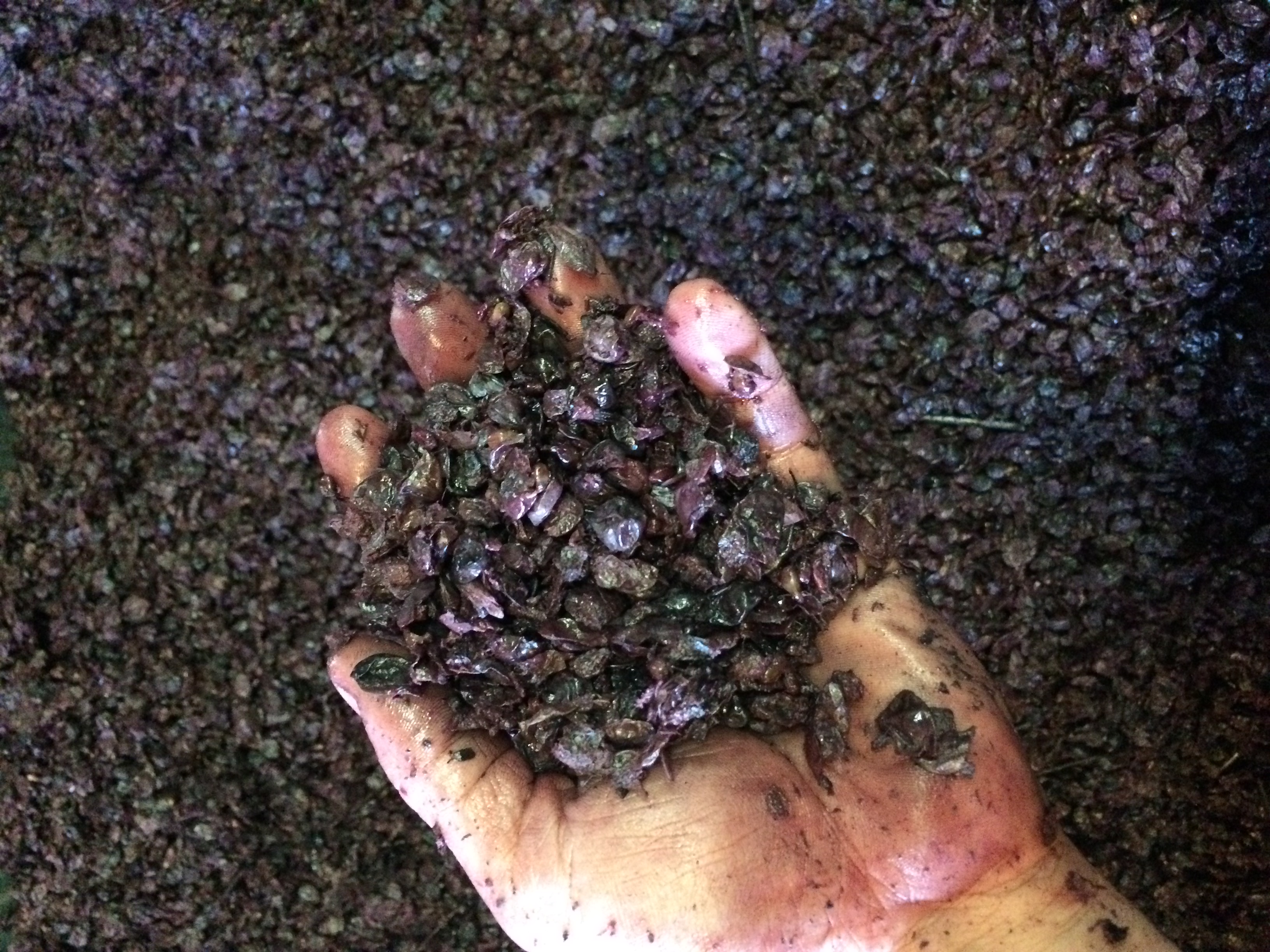 Marc after long maceration