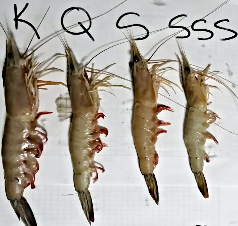 WHITE SHRIMP