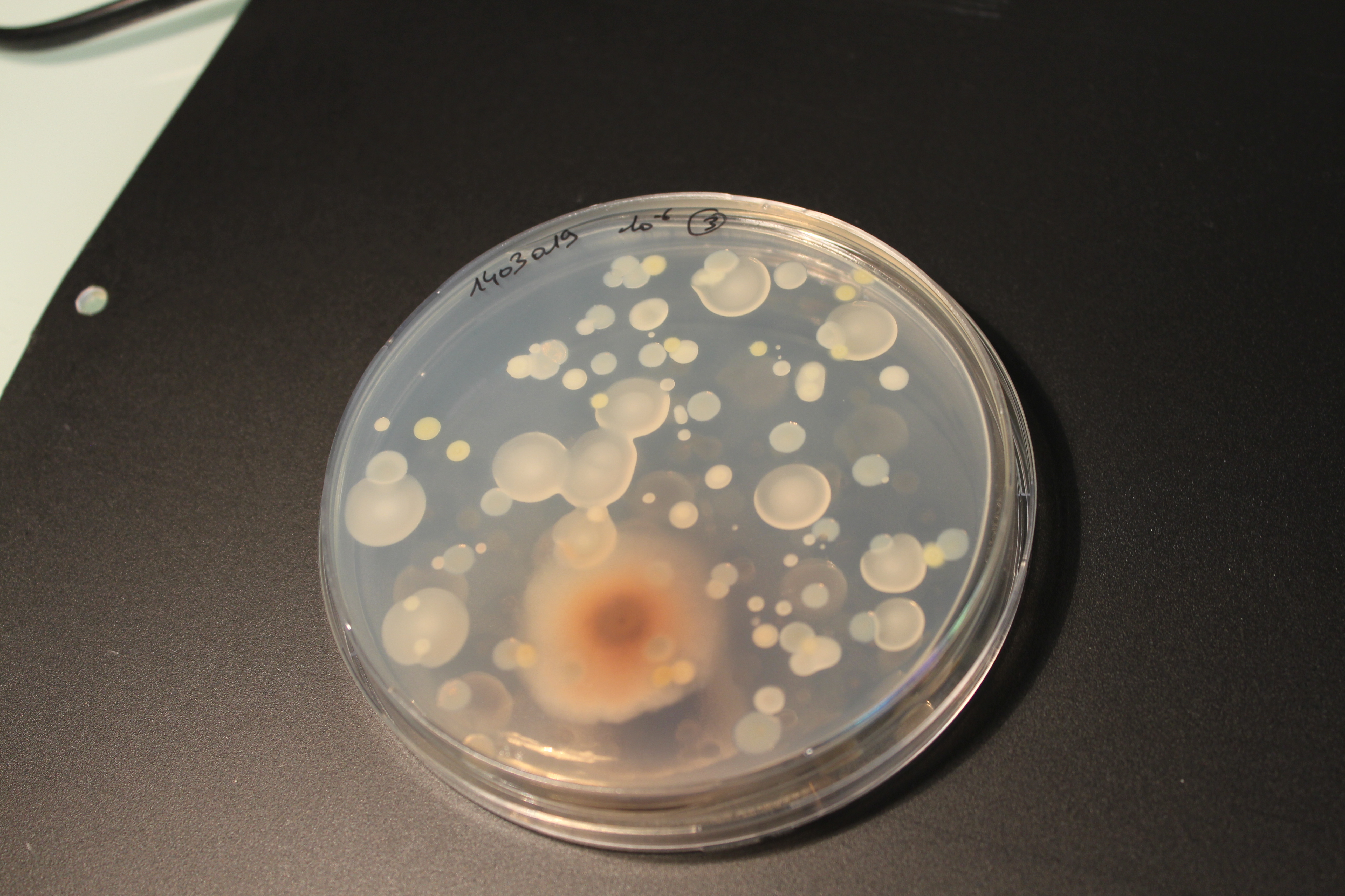 Microorganisms