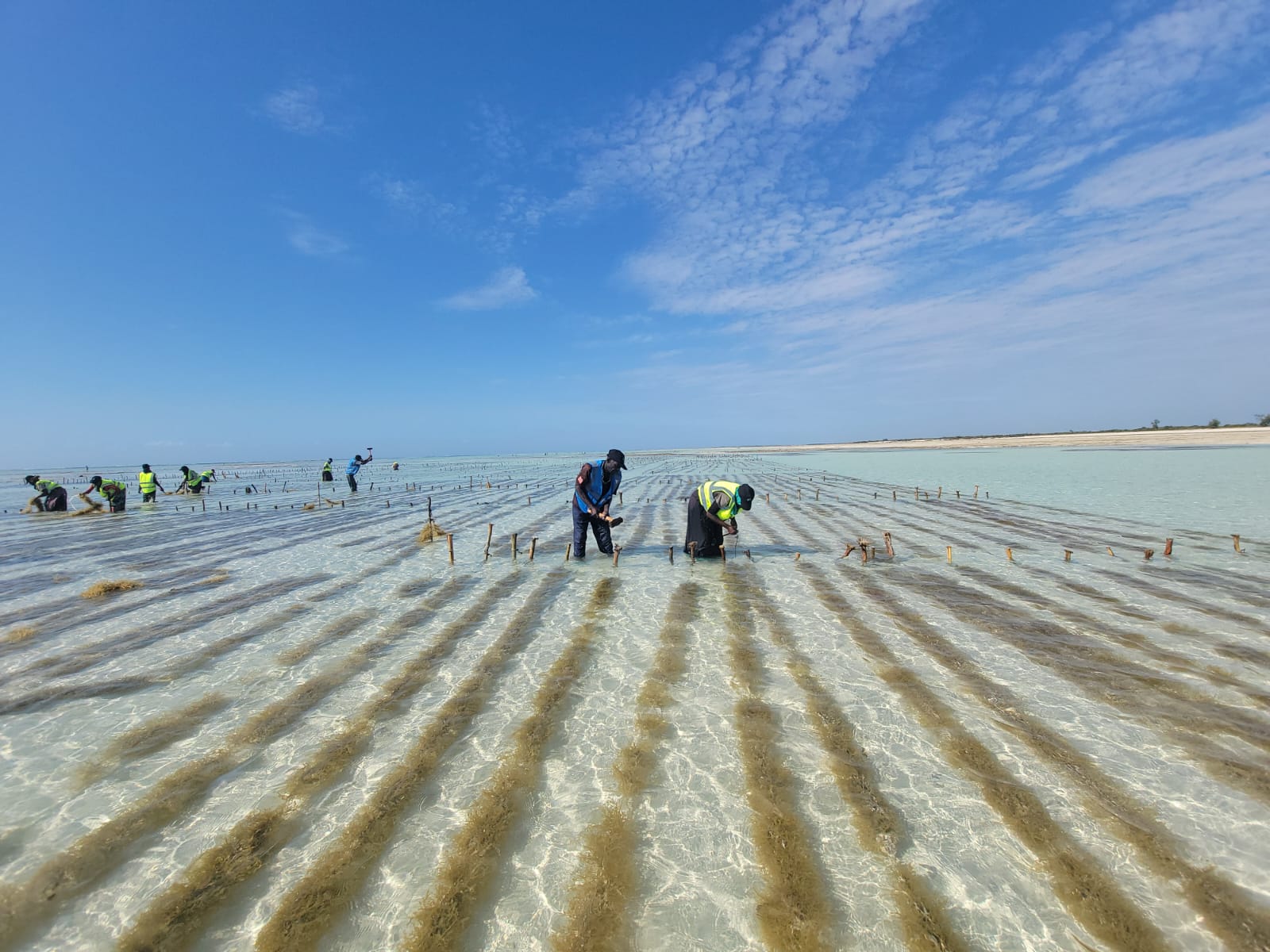 Sistema de cultivo de algas marinhas