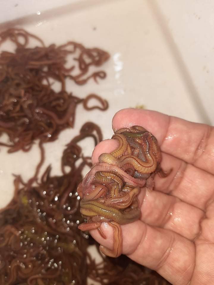 Perinereis Cultrifera