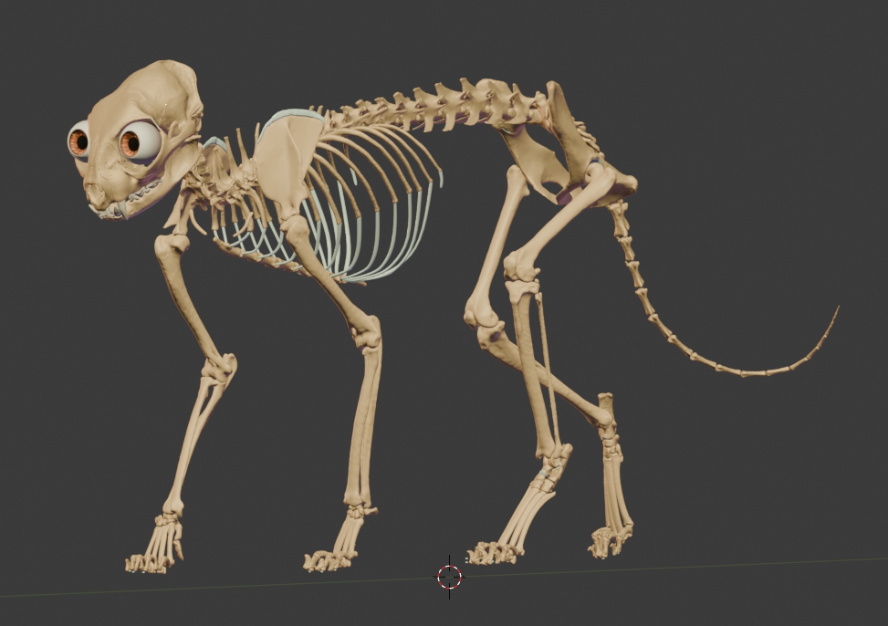 Cat's osteology