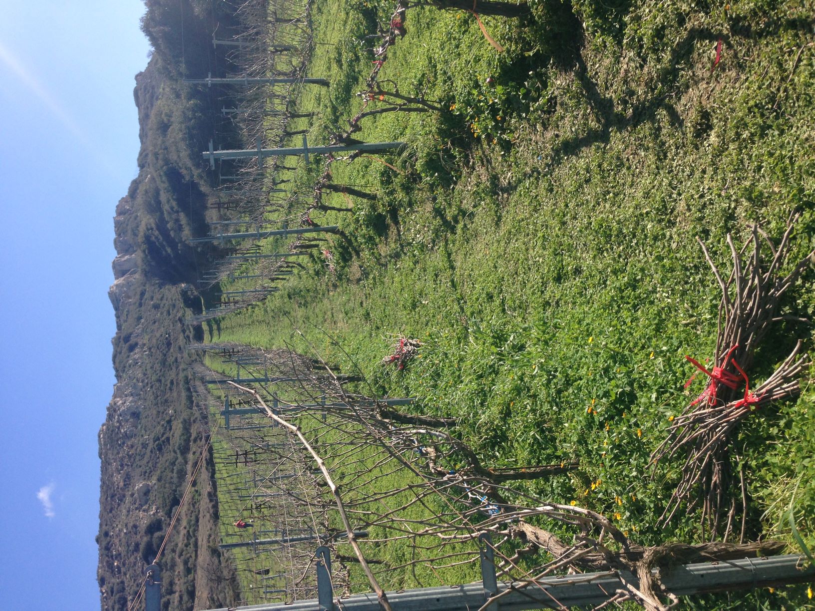 Melissaki vineyard