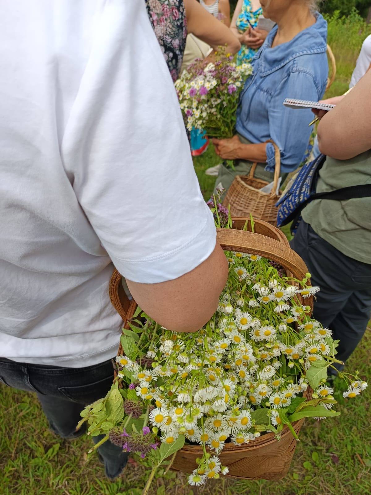 master class in nature collecting plants