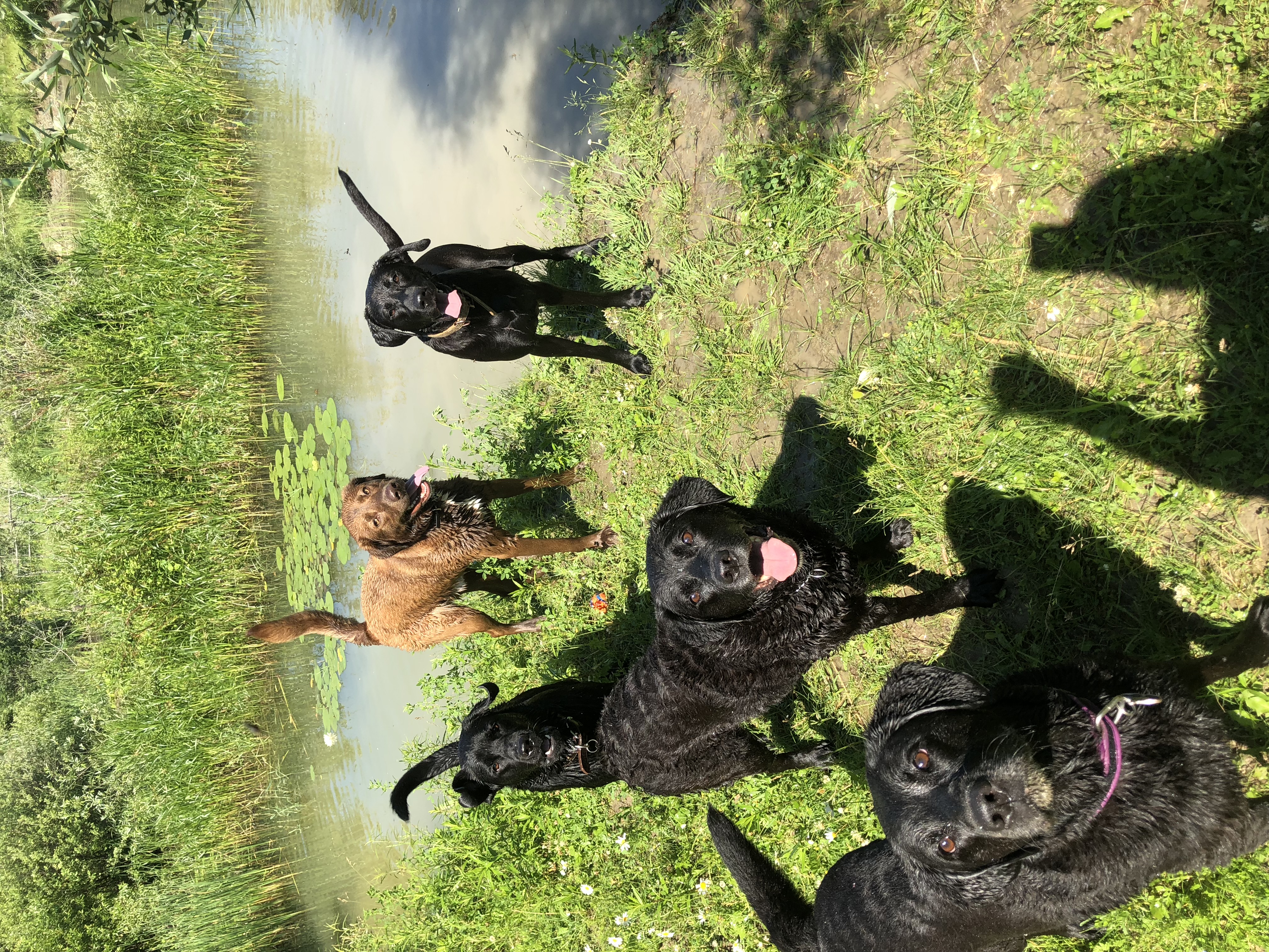Paws and Effects Pet Training photo 1