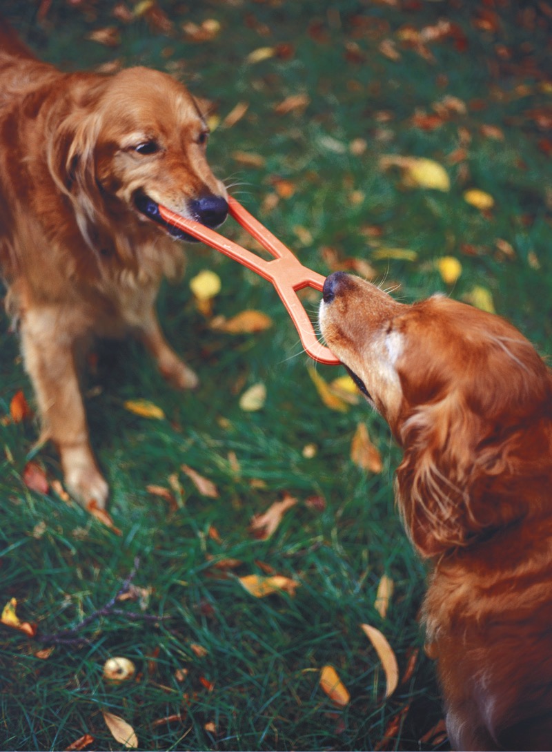 Paws and Effects Pet Training photo 2
