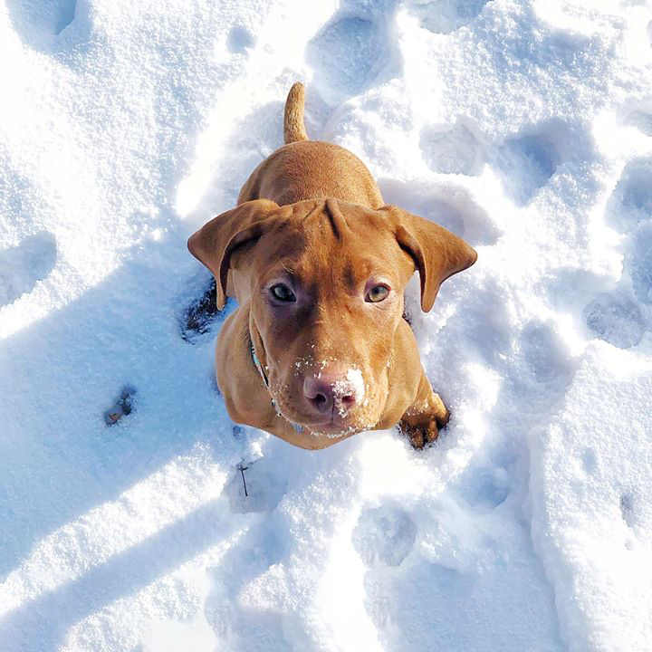 Kemptville Ferguson Forest Dog Park