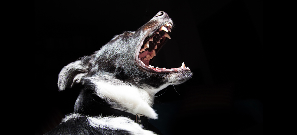 Paws and Effects Pet Training photo 3