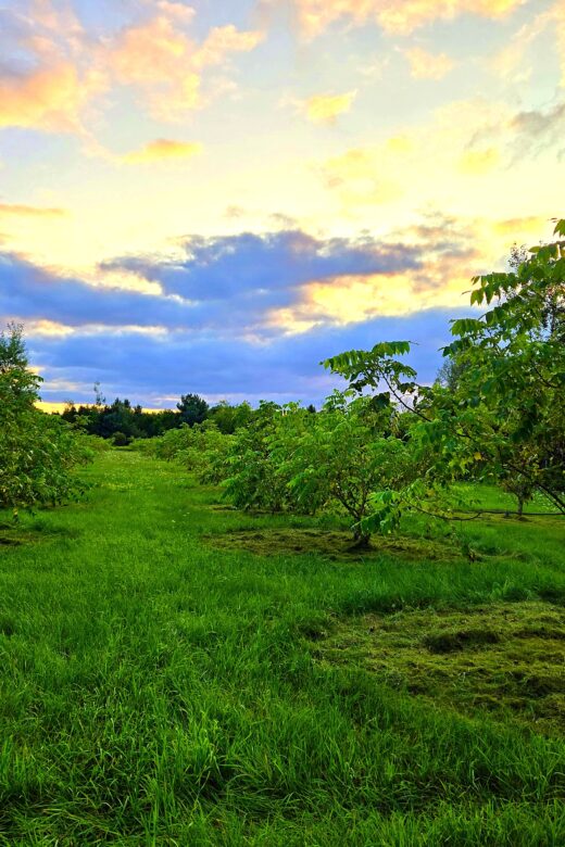 Spring’s Return: A Season of Renewal and Challenges at FGCA Seed Orchards