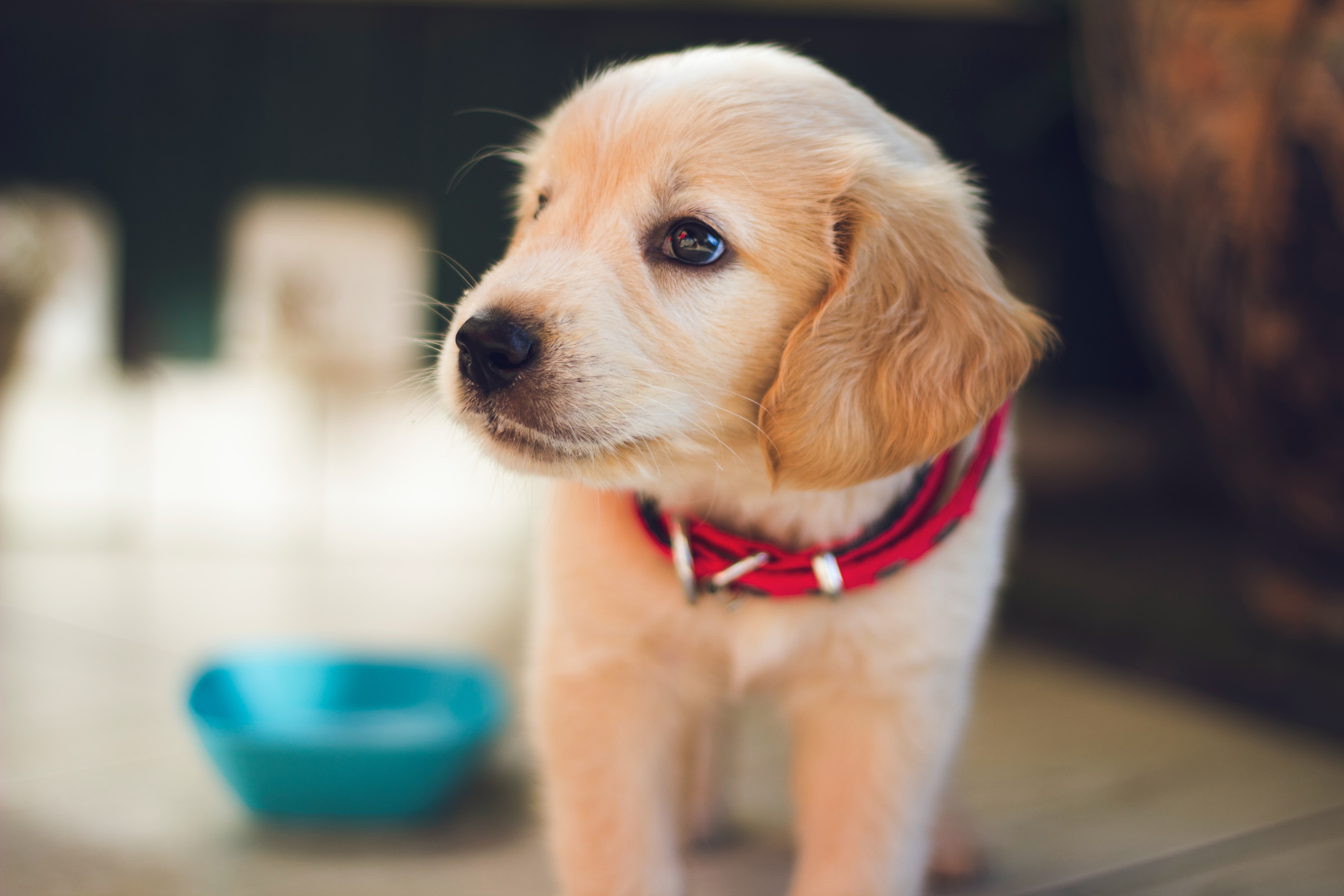 Paws and Effects Pet Training logo