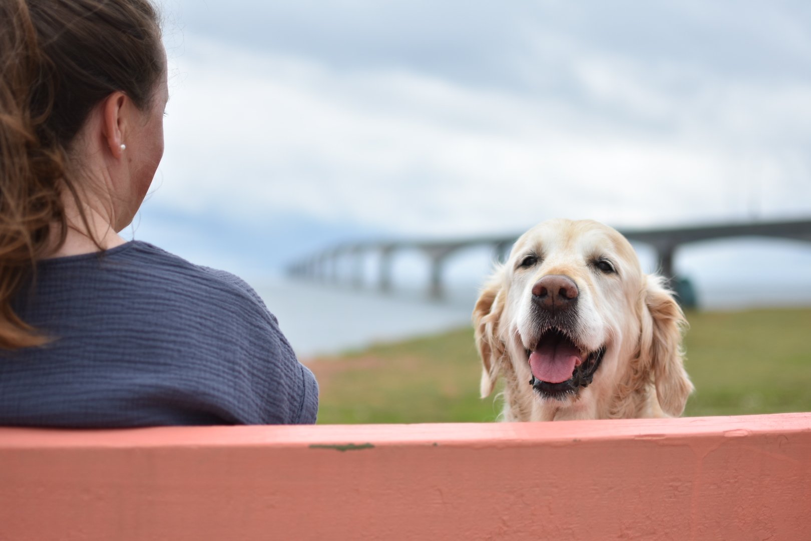 Goldie's Animal Rehab Co. logo
