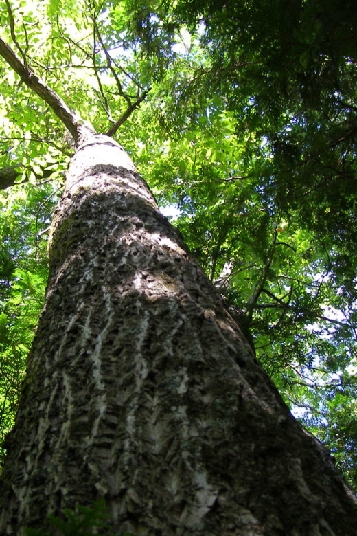 Forest Gene Conservation Association logo