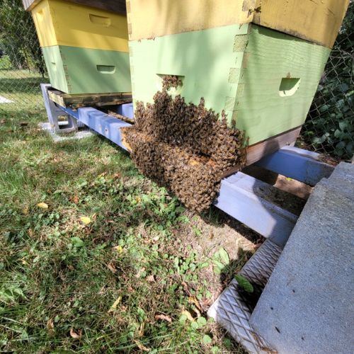 Sticky Bee Apiary logo