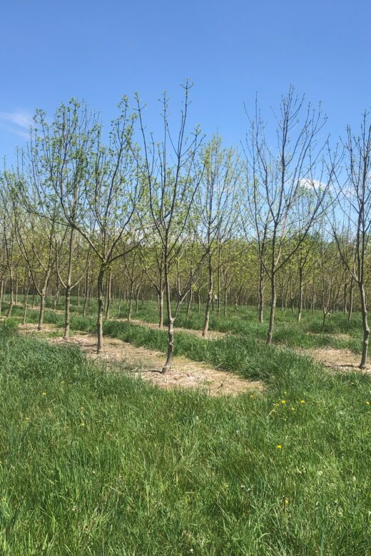 Conserving Black Ash