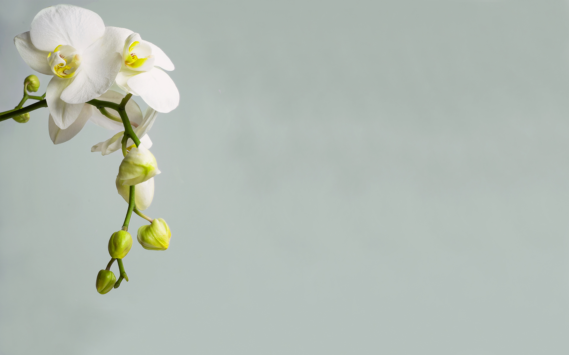 Orchid