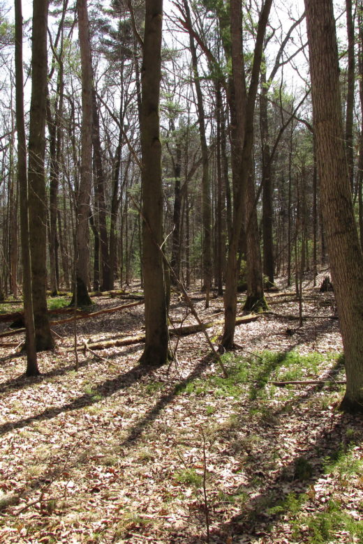 Forest Gene Conservation Association photo 3