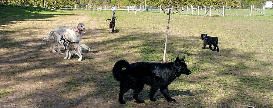Ferguson Forest Dog Park logo