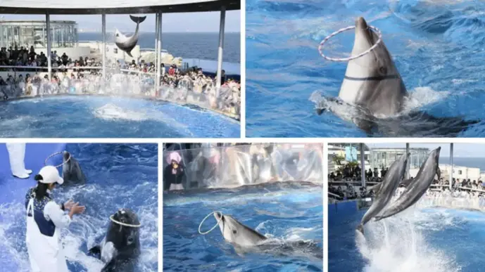 日本デジタル水族館