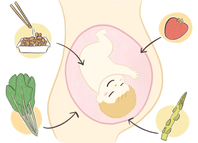 妊娠中のおなか　赤ちゃんの栄養