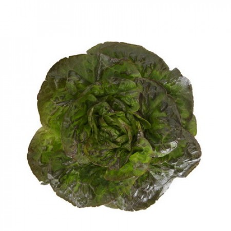 Lechuga Catelaine RZ