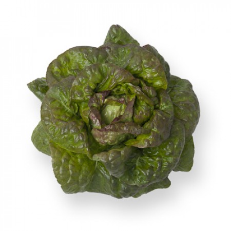 Lechuga Cegolaine RZ