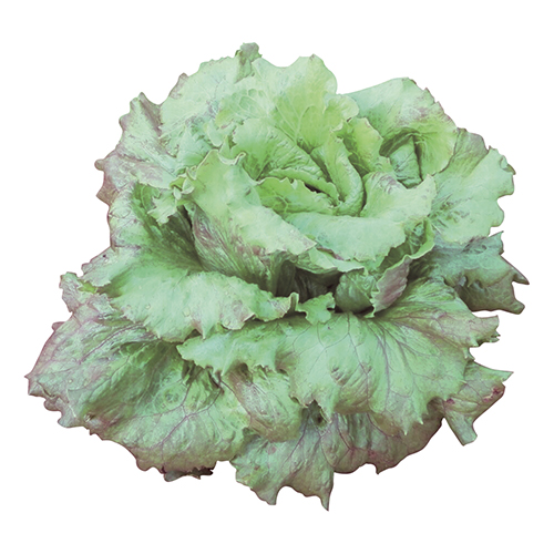 Lechuga Brodway