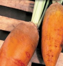 62f0bfdb1007a_amarilla