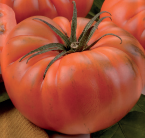 Tomate Tomate Marmande vr tipo Holanda