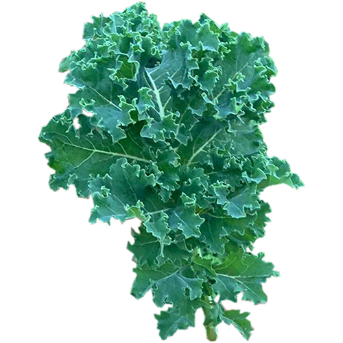 62f275c829085_Kale Verde 106