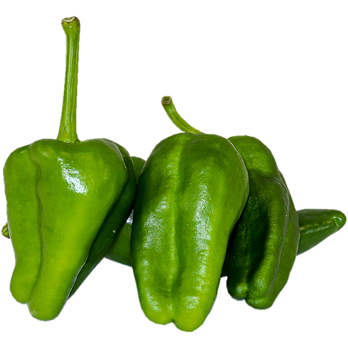 Pimiento Padrón Dulcinea