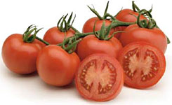 Tomate Myla F1 TY 14077