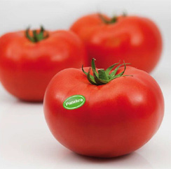 Tomate Panekra