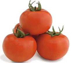 Tomate Torry